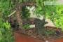 6 - Bonsai di Ginepro Procumbens (26)