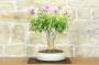 1 - Bonsai di Hibiscus Syriacus (6)