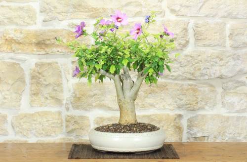 1 - Bonsai di Hibiscus Syriacus (6)