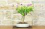 2 - Bonsai di Hibiscus Syriacus (6)