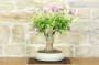 3 - Bonsai di Hibiscus Syriacus (6)