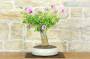 4 - Bonsai di Hibiscus Syriacus (6)