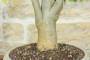 5 - Bonsai di Hibiscus Syriacus (6)