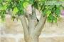6 - Bonsai di Hibiscus Syriacus (6)