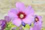 7 - Bonsai di Hibiscus Syriacus (6)