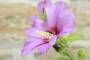 8 - Bonsai di Hibiscus Syriacus (6)