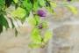 9 - Bonsai di Hibiscus Syriacus (6)