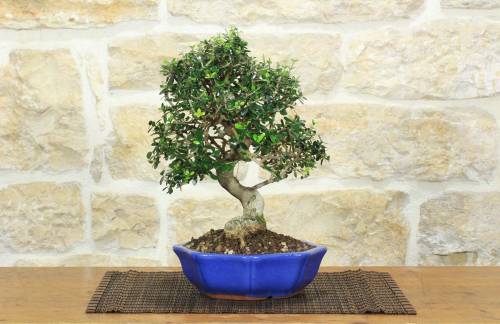 1 - Bonsai di Olivastro (301)