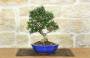 1 - Bonsai di Olivastro (301)