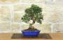 3 - Bonsai di Olivastro (301)