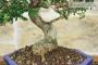 5 - Bonsai di Olivastro (301)