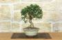 1 - Bonsai di Olivastro (302)