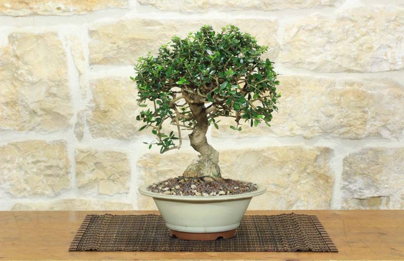 1 - Bonsai di Olivastro (302)