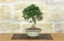 2 - Bonsai di Olivastro (302)