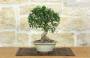 3 - Bonsai di Olivastro (302)