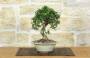 4 - Bonsai di Olivastro (302)