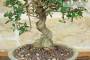 5 - Bonsai di Olivastro (302)
