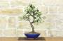 1 - Bonsai di Prugnolo (38)