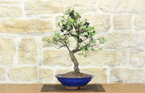1 - Bonsai di Prugnolo (38)