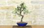 3 - Bonsai di Prugnolo (38)