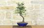 4 - Bonsai di Prugnolo (38)