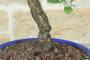 5 - Bonsai di Prugnolo (38)