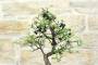 6 - Bonsai di Prugnolo (38)