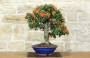 1 - Bonsai di Pyracantha Coccinea (179)