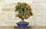 2 - Bonsai di Pyracantha Coccinea (179)
