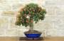 3 - Bonsai di Pyracantha Coccinea (179)