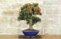 4 - Bonsai di Pyracantha Coccinea (179)