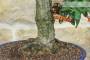 5 - Bonsai di Pyracantha Coccinea (179)