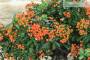 6 - Bonsai di Pyracantha Coccinea (179)