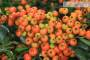 7 - Bonsai di Pyracantha Coccinea (179)