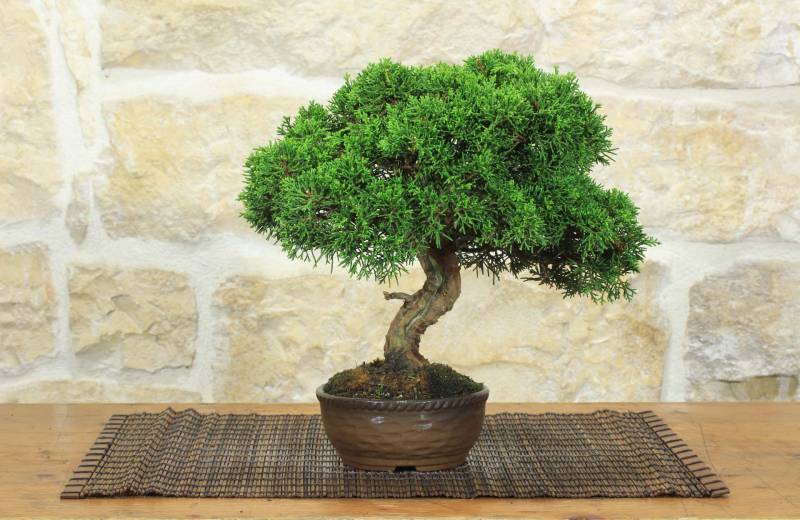 1 - Bonsai di Ginepro Itoigawa (138)
