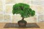 2 - Bonsai di Ginepro Itoigawa (138)