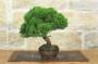 3 - Bonsai di Ginepro Itoigawa (138)
