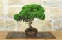 4 - Bonsai di Ginepro Itoigawa (138)