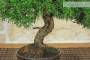 5 - Bonsai di Ginepro Itoigawa (138)