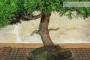 6 - Bonsai di Ginepro Itoigawa (138)