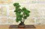 2 - Bonsai di Ginepro Itoigawa (139)