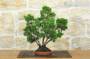 3 - Bonsai di Ginepro Itoigawa (139)