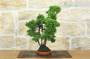 4 - Bonsai di Ginepro Itoigawa (139)