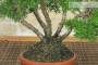 5 - Bonsai di Ginepro Itoigawa (139)