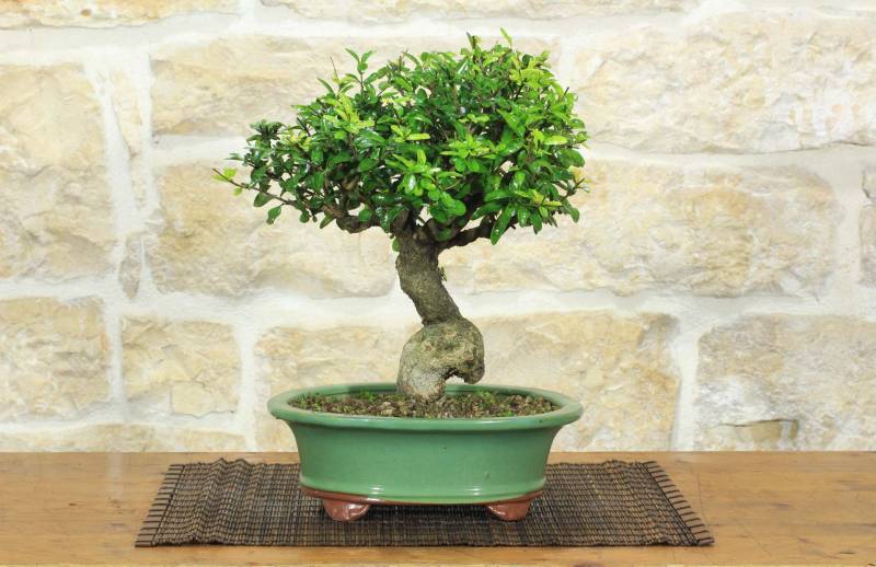 1 - Bonsai di Melograno da fiore bianco (156)