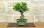 2 - Bonsai di Melograno da fiore bianco (156)