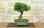 3 - Bonsai di Melograno da fiore bianco (156)