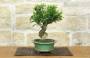 4 - Bonsai di Melograno da fiore bianco (156)