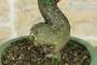 6 - Bonsai di Melograno da fiore bianco (156)