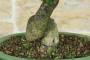 7 - Bonsai di Melograno da fiore bianco (156)